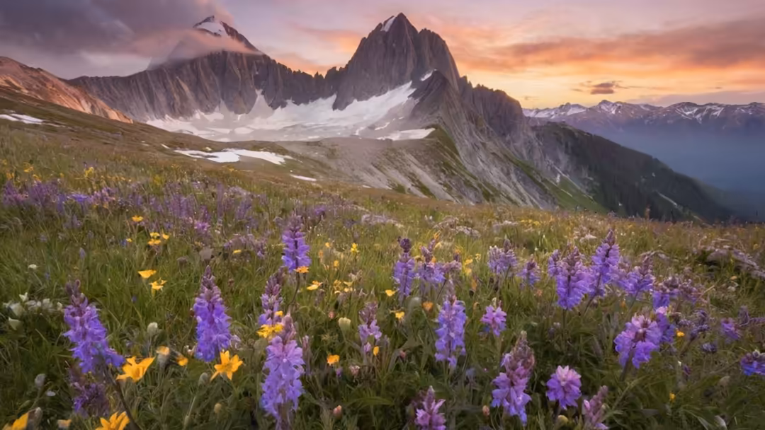 Dramatic jagged mountain peaks tower over a vibrant alpine meadow filled with purple wildflowers and yellow blooms at golden