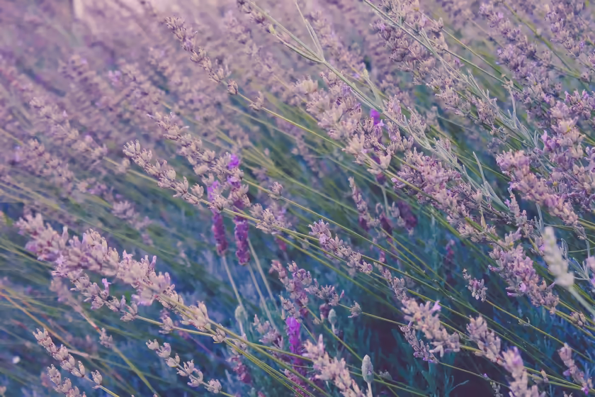 Dreamy Lavender Field Close-Up
