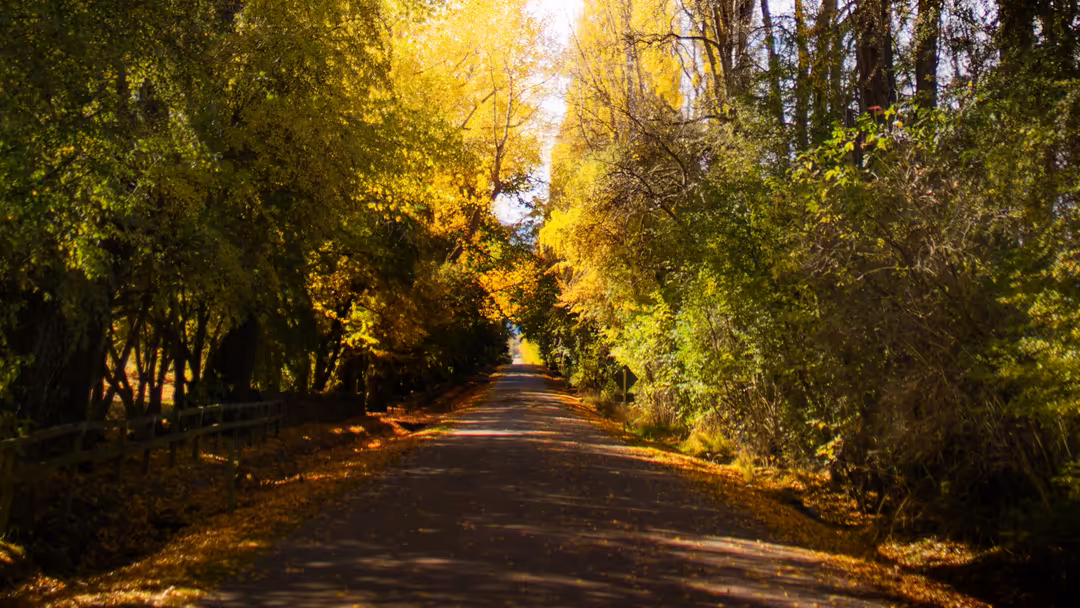A winding tree-lined path with golden sunlight filtering through vibrant yellow and green foliage creating a natural tunnel e