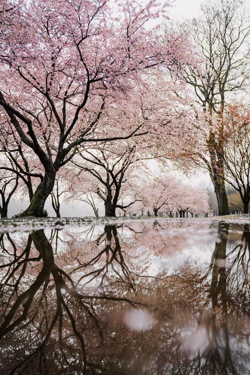 Cherry Blossoms Mirror Reflection