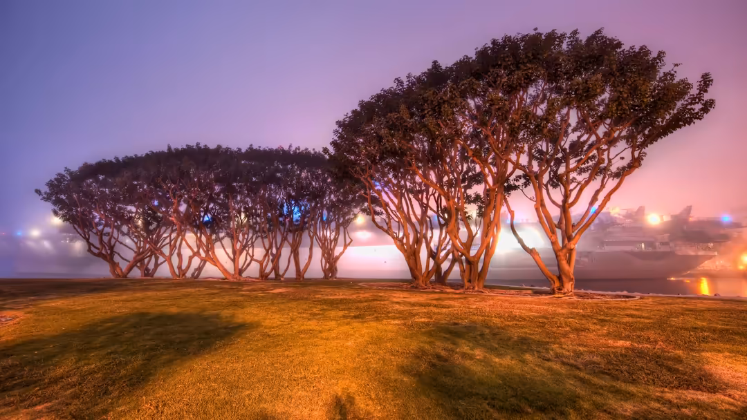 Silhouetted trees with distinctive umbrella-shaped canopies stand against a vibrant purple and orange sunset sky with warm go