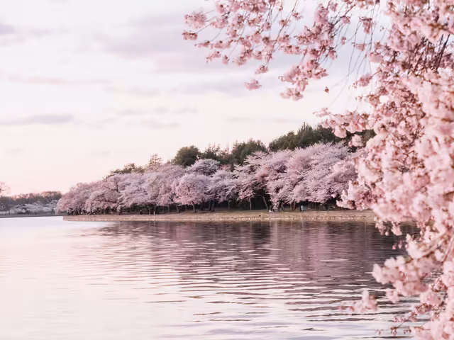 Cherry Blossoms By The Lake