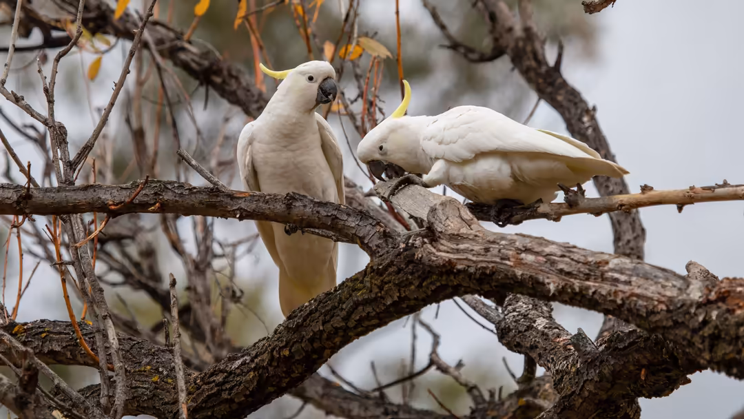 Two white cockatoos perched on a gnarled weathered branch with autumn foliage, peaceful natural wildlife scene