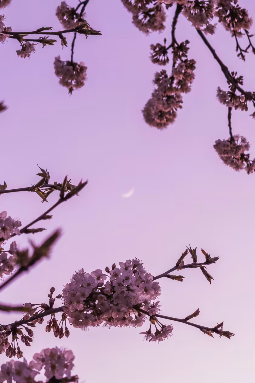 Purple Blossoms Against Soft Sky