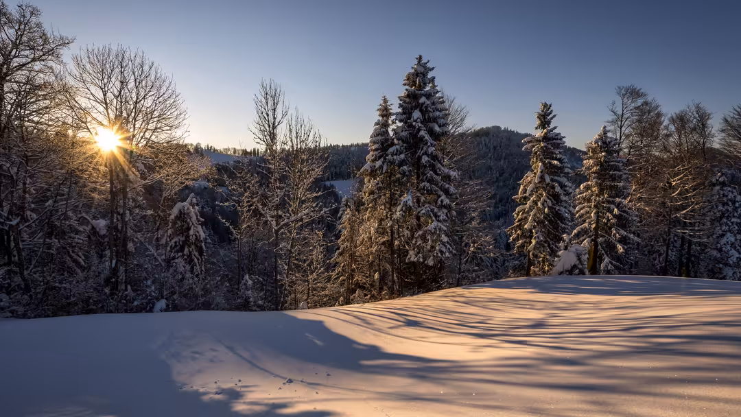 Snow-covered pine forest with golden sunrise light streaming through bare and evergreen trees in mountain valley landscape
