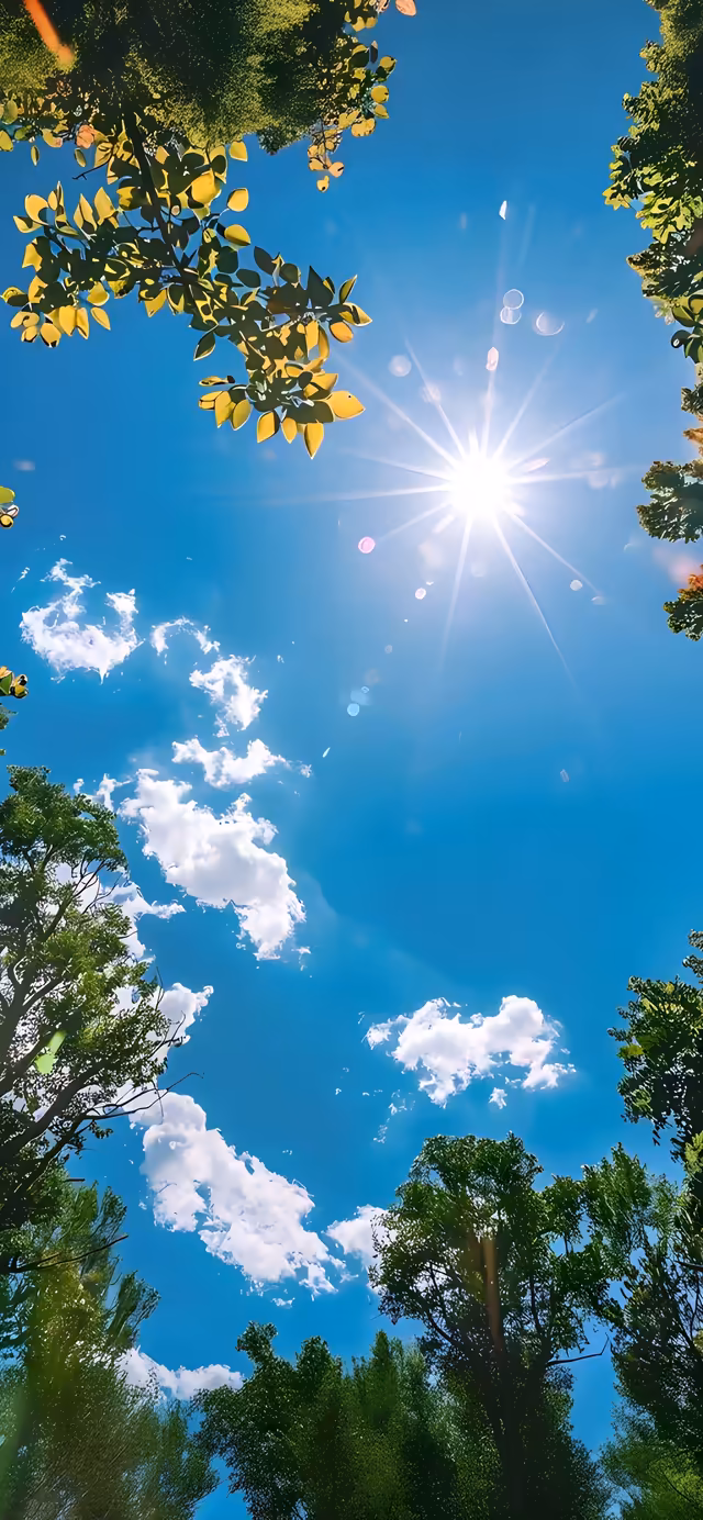 Sunlight Through Forest Canopy