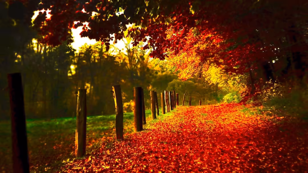 A tree-lined pathway covered in vibrant red and golden autumn leaves, with warm sunlight filtering through the colorful canop