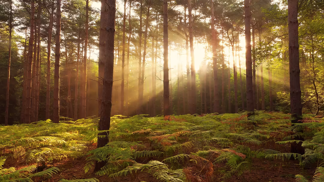 Dense forest with tall trees bathed in golden sunlight streaming through misty fog, creating a peaceful and serene woodland a