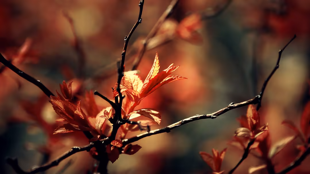Golden flowering branches with warm glowing petals backlit by golden sunlight creating a dreamy botanical scene