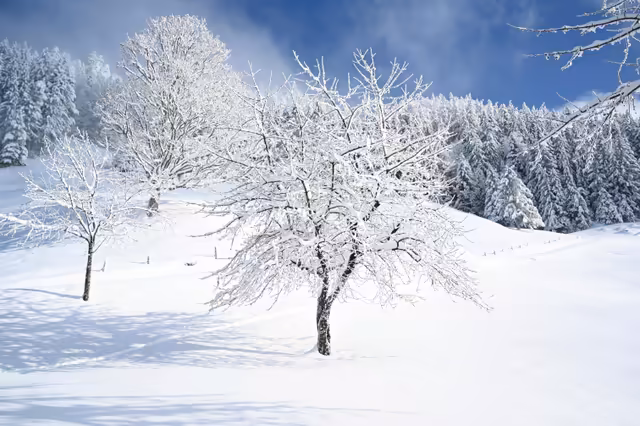 Snow‑Covered Tree in Winter Forest – Scenic Wallpaper