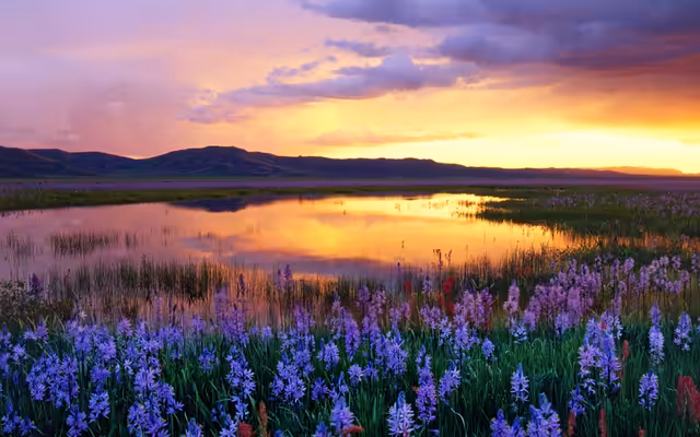 Purple Wildflowers Sunset Wetland Landscape