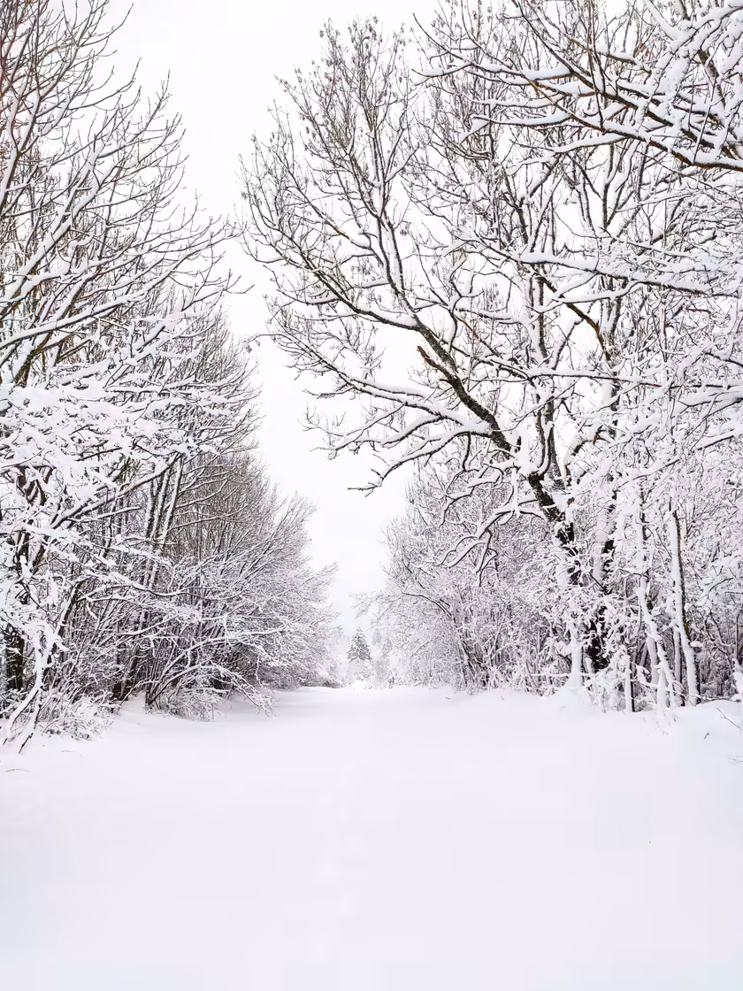Snowy Winter Forest Path – Tranquil Wallpaper