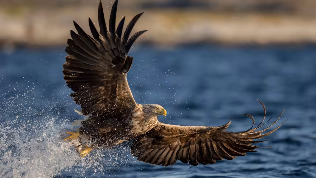 Bald eagle diving with wings spread wide over blue water with spray and ripples, dynamic hunting action shot