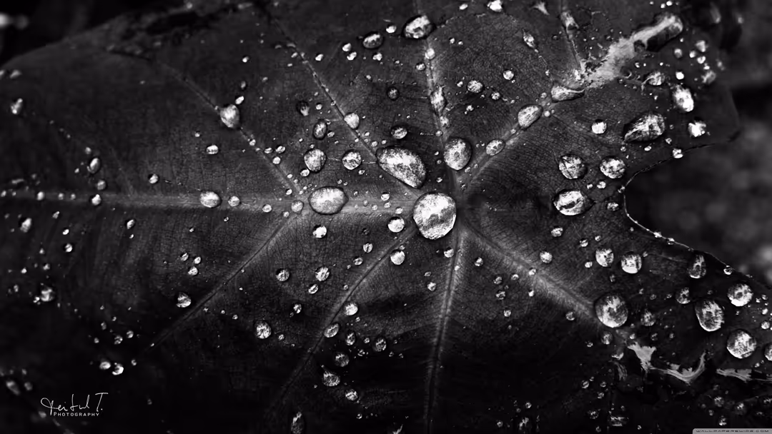 Close-up macro photograph of water droplets on a dark leaf surface with natural veins visible in black and white