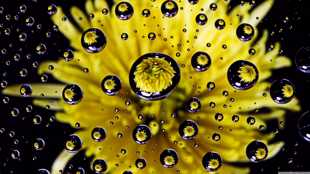 Yellow flowers encased in water droplets and dew bubbles floating against dark background with soft light rays