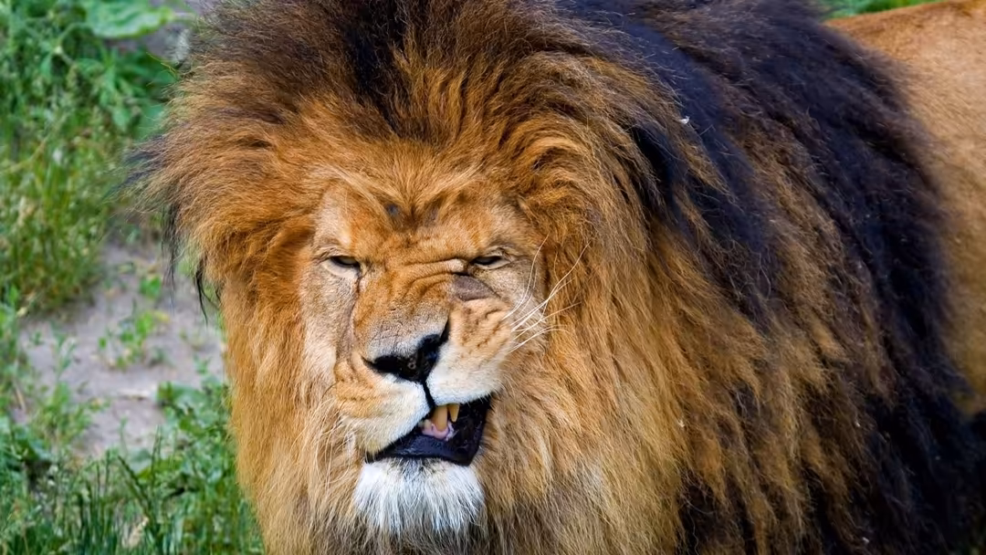 Majestic lion with full golden mane and piercing gaze resting on green grass in natural sunlight