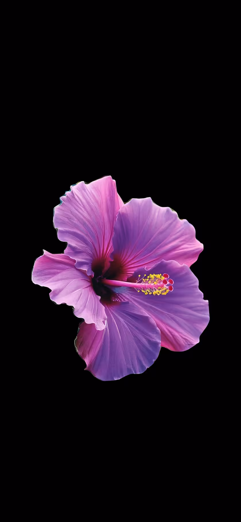 purple-hibiscus-flower-aesthetic-macro-wallpaper-4k