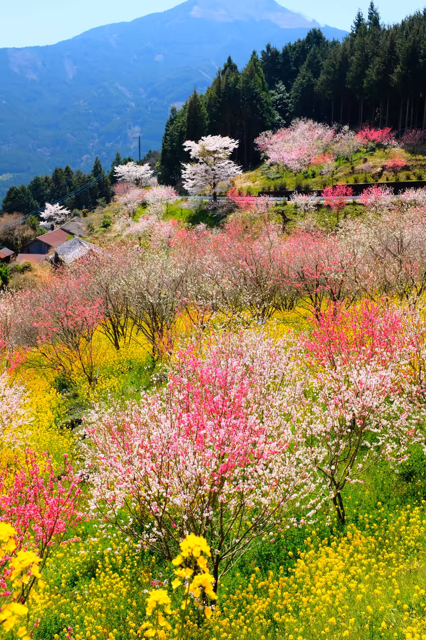 Alpine Garden Blossoms Mountain Valley