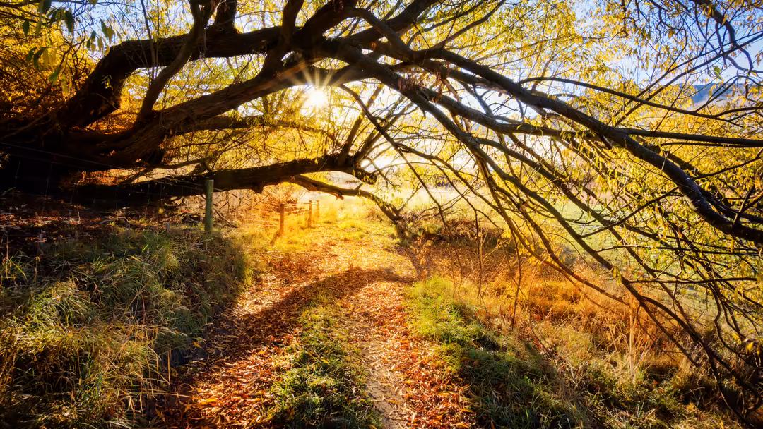 Sunlight filters through gnarled tree branches with golden foliage, illuminating a leaf-covered forest path stretching into t