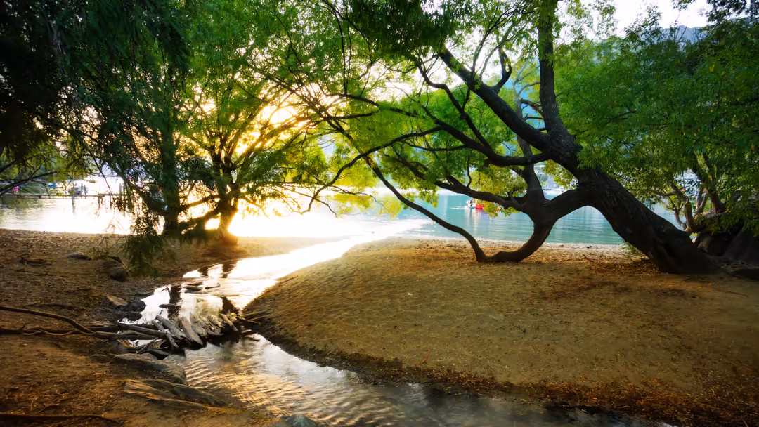 Golden sunlight filters through lush green trees on a sandy beach with calm turquoise water and a small stream in the foregro