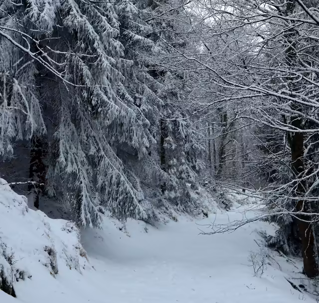 Snow‑Covered Evergreen Forest Path – Winter Wallpaper
