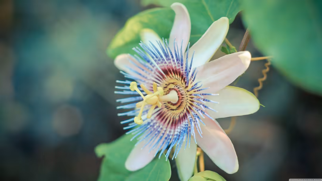 Close-up of a vibrant passion flower with white petals, blue and purple filaments radiating from yellow center, and green lea
