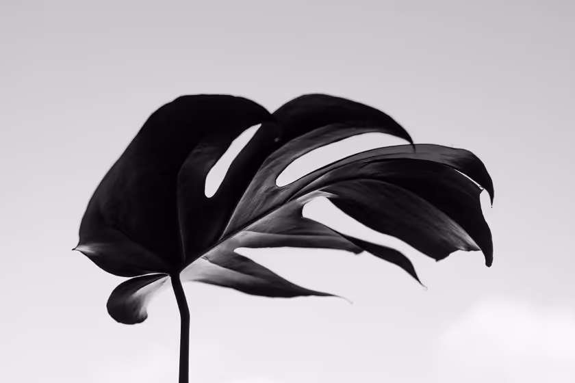 Dramatic Black Flower Petals