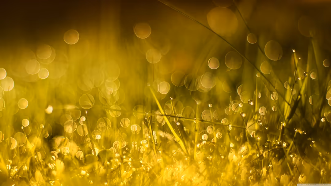 Close-up of golden grass with dewdrops glowing in soft morning sunlight, creating a dreamy bokeh background with warm yellow