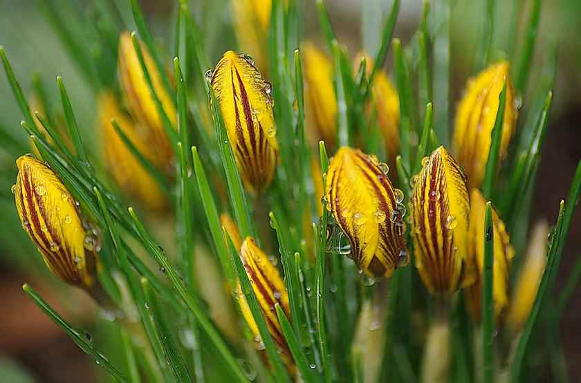 Yellow Iris Buds With Morning Dew