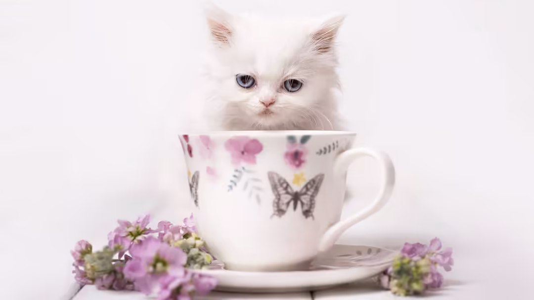 Fluffy white kitten with blue eyes peeking over a decorative teacup surrounded by pink flowers and botanical patterns