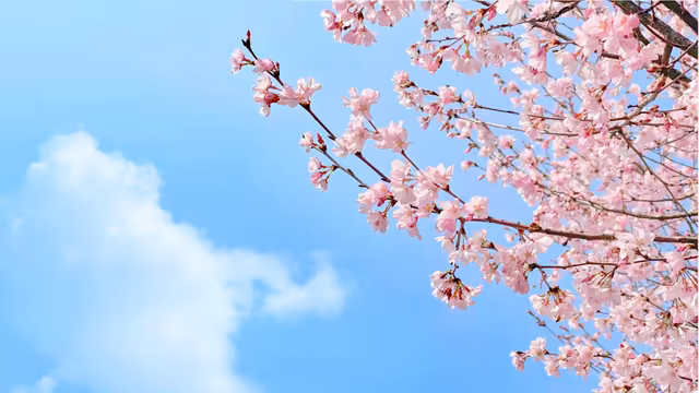 Cherry Blossoms Against Blue Sky