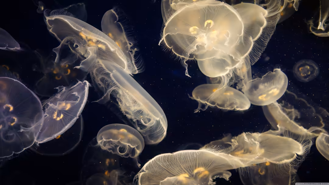 Glowing bioluminescent jellyfish with translucent bells and flowing tentacles drifting through dark deep ocean waters