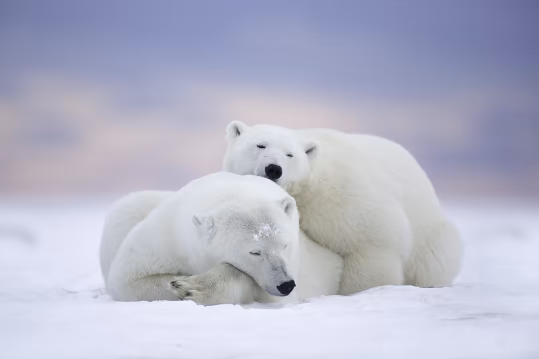 Two white polar bears resting together in snow, displaying affection and companionship in their arctic habitat