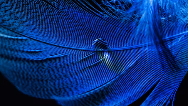 Blue Feather Macro Close Up