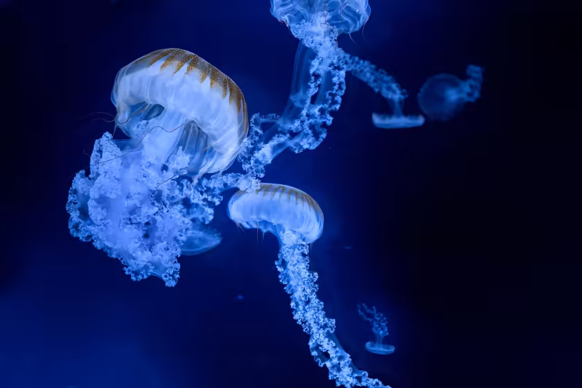 Bioluminescent Jellyfish in Deep Ocean