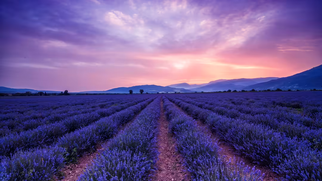 Expansive lavender field with purple flowering rows stretching toward mountains under a dramatic pink and purple sunset sky