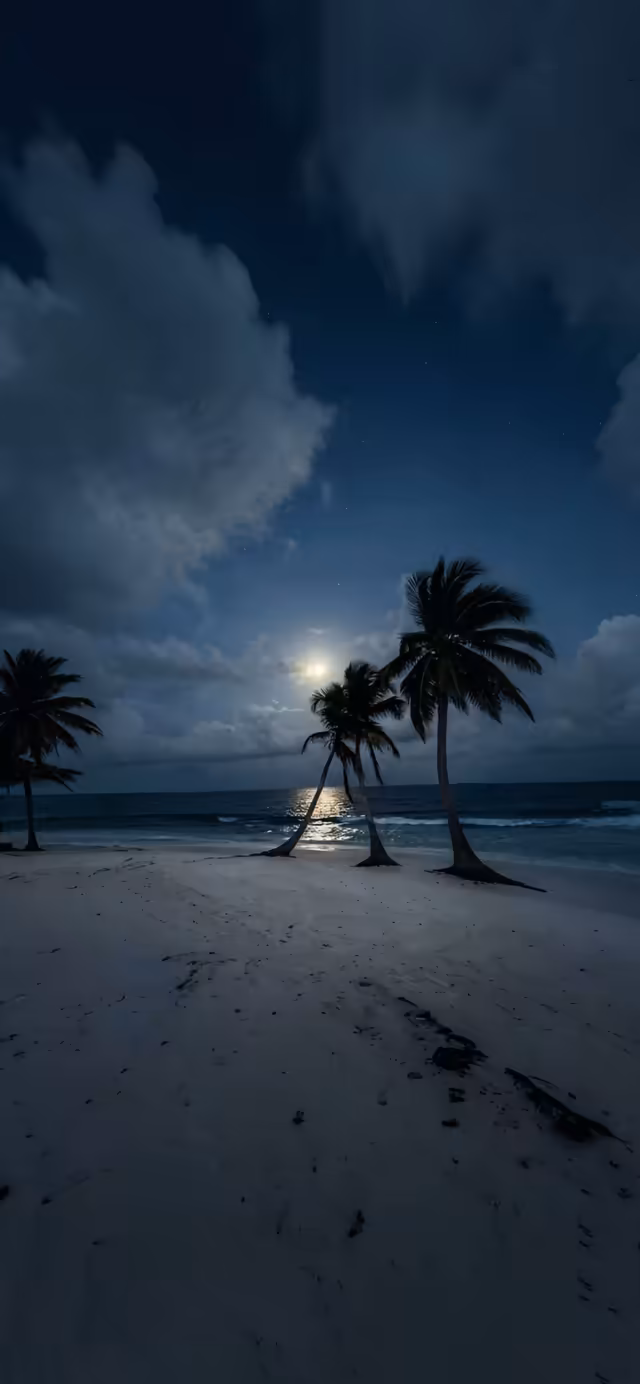 Moonlit Beach With Palm Trees
