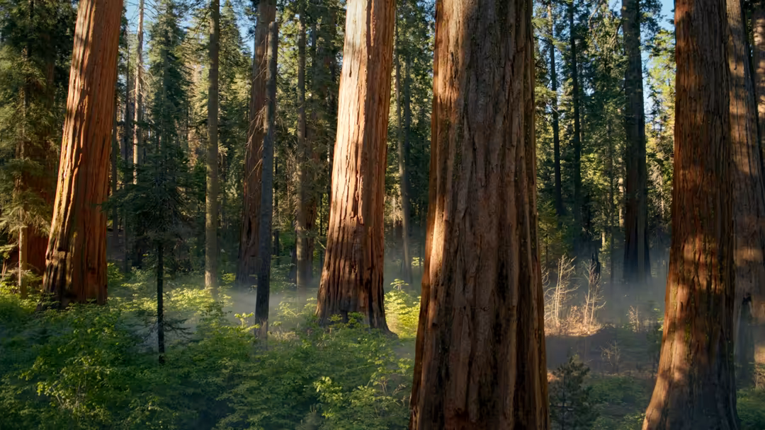 Tall redwood trees in a misty forest with golden sunlight filtering through the canopy and lush green undergrowth