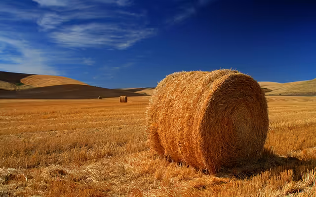Golden Hay Bales Rolling Hills