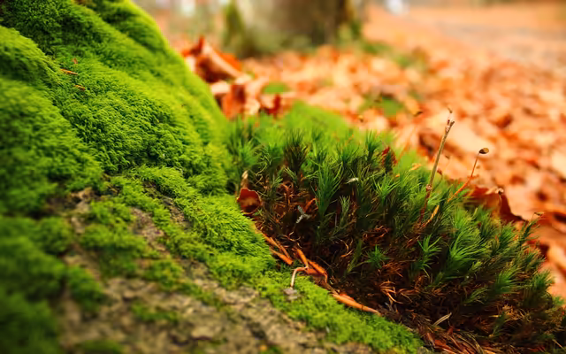 Vibrant Moss Covered Forest Floor