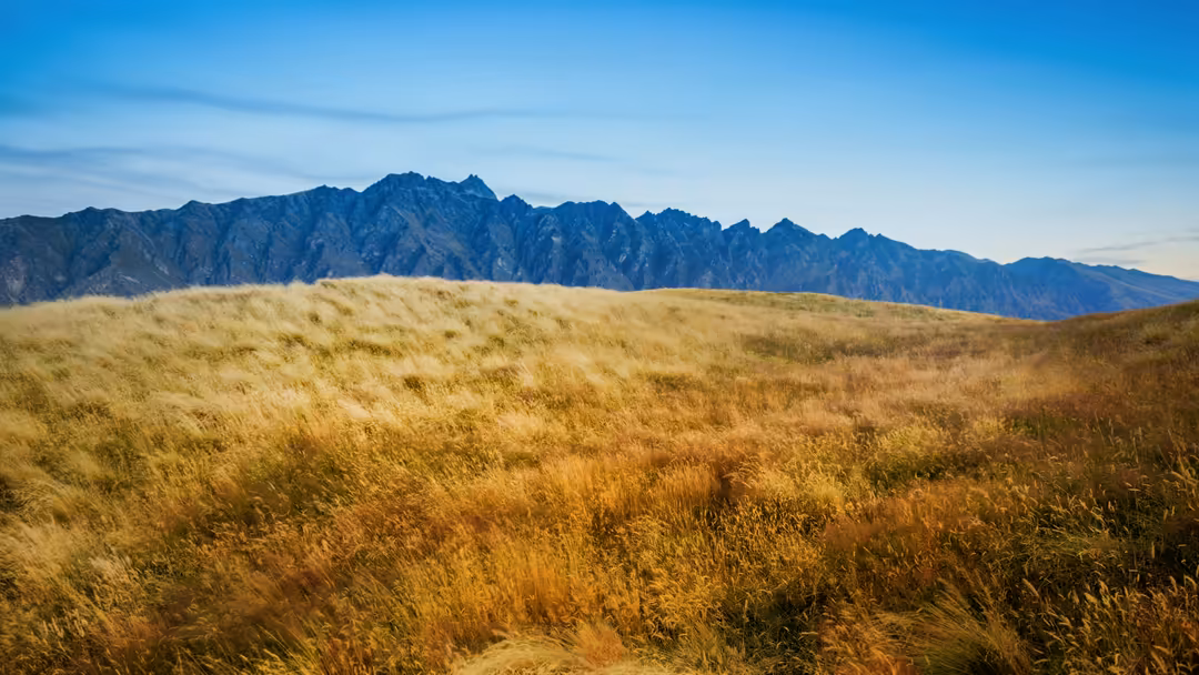 Golden grassland meadow stretches beneath dramatic blue mountains under clear sky, showcasing vast natural landscape and rugg