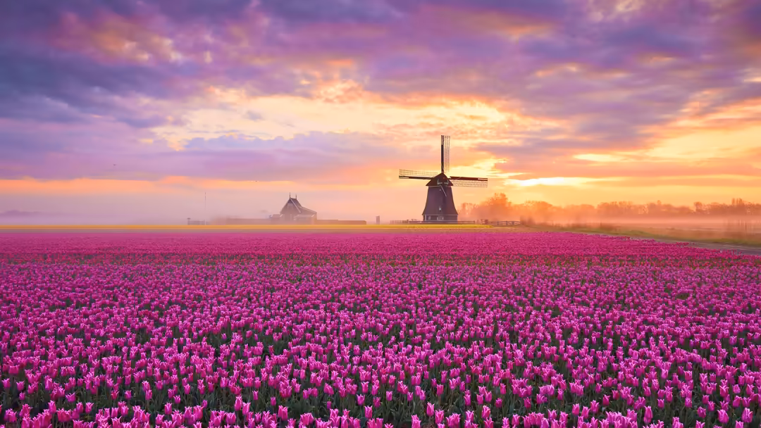 Vast field of vibrant purple tulips with traditional Dutch windmill silhouetted against a golden sunset sky with pink and pur