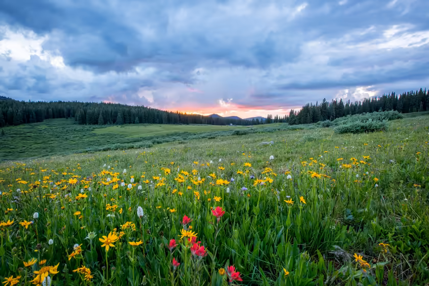 Wildflower Meadow at Sunset