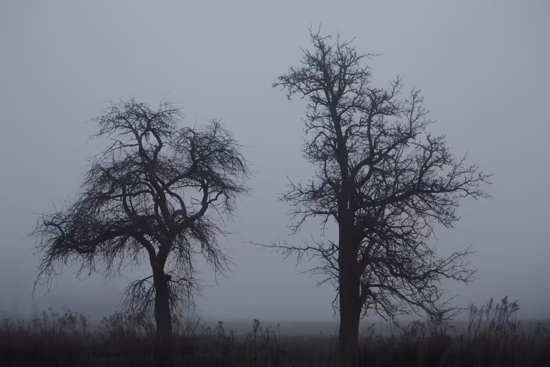 Two bare, gnarled trees silhouetted against a misty gray sky in a desolate landscape with sparse vegetation