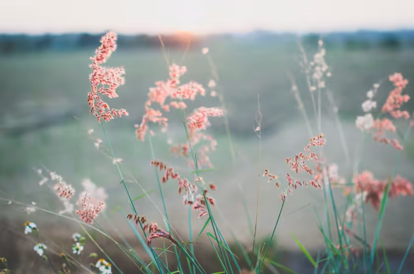 Misty Wildflowers At Dawn