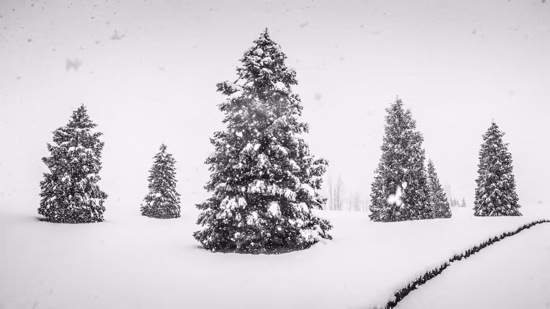 Snow-covered evergreen trees stand in a winter landscape with falling snow and a minimalist composition against a white sky