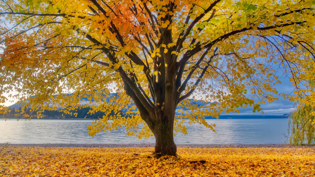 A majestic tree with golden yellow autumn foliage stands on a beach beside a calm blue lake under clear sky