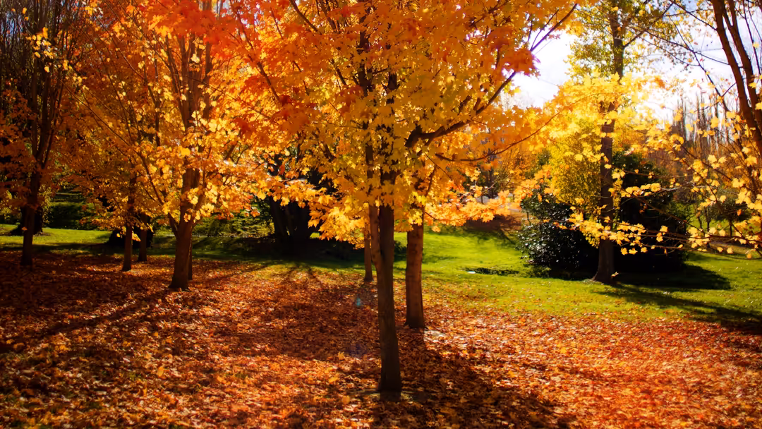Scenic autumn park with towering trees displaying vibrant golden and orange foliage, carpet of fallen leaves on ground, peace