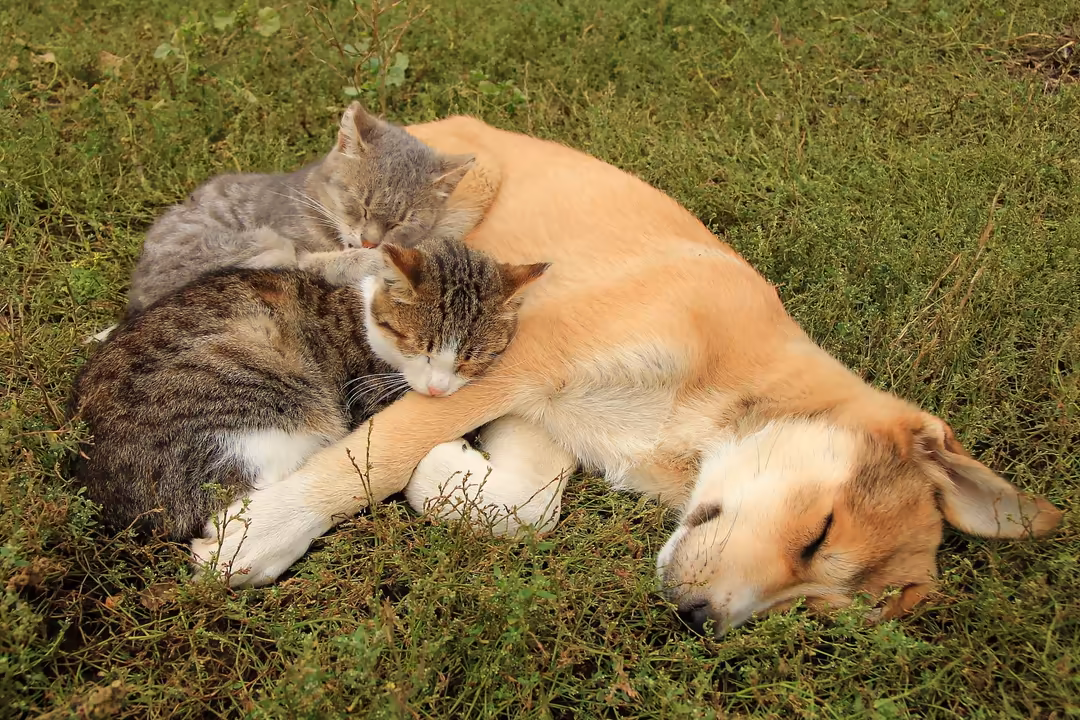 Two tabby cats cuddling together on green grass, showing affection and friendship in a peaceful outdoor setting