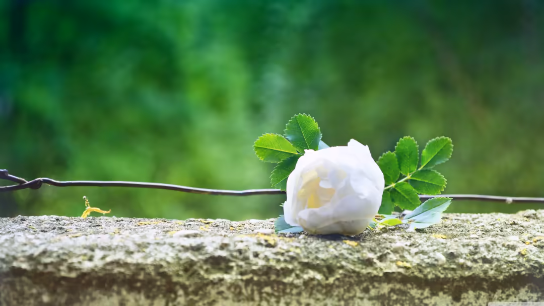 Delicate white rose with fresh green leaves resting on weathered stone surface with soft blurred green background